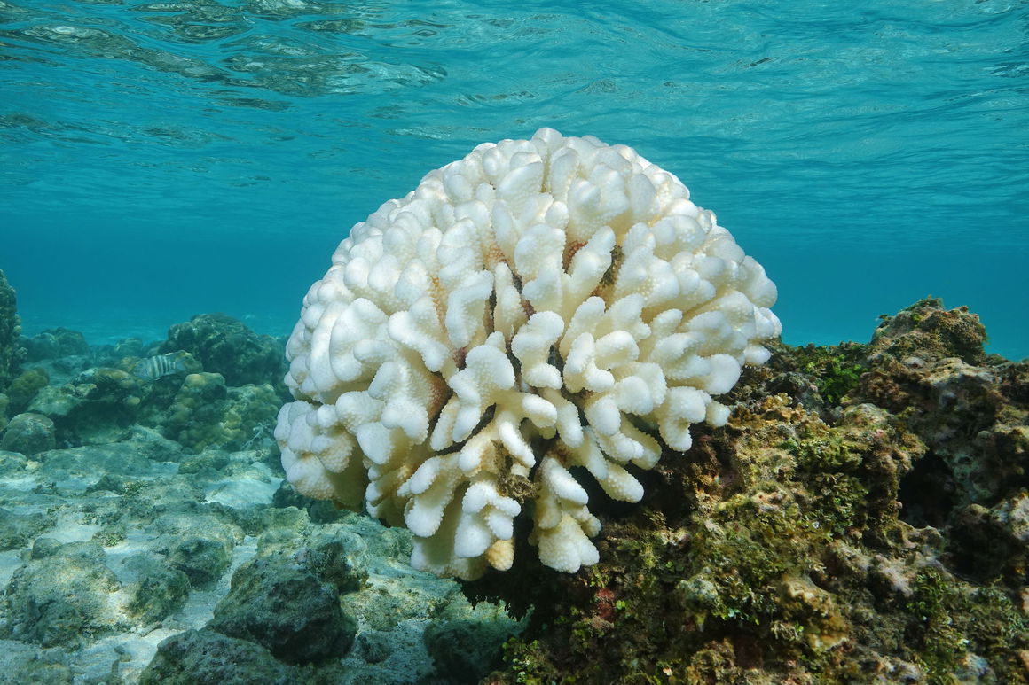 Blanqueamiento de corales, coral de Pocillopora blanqueado en el arrecife plano, debido a El Niño, Pacífico, Polinesia Francesa