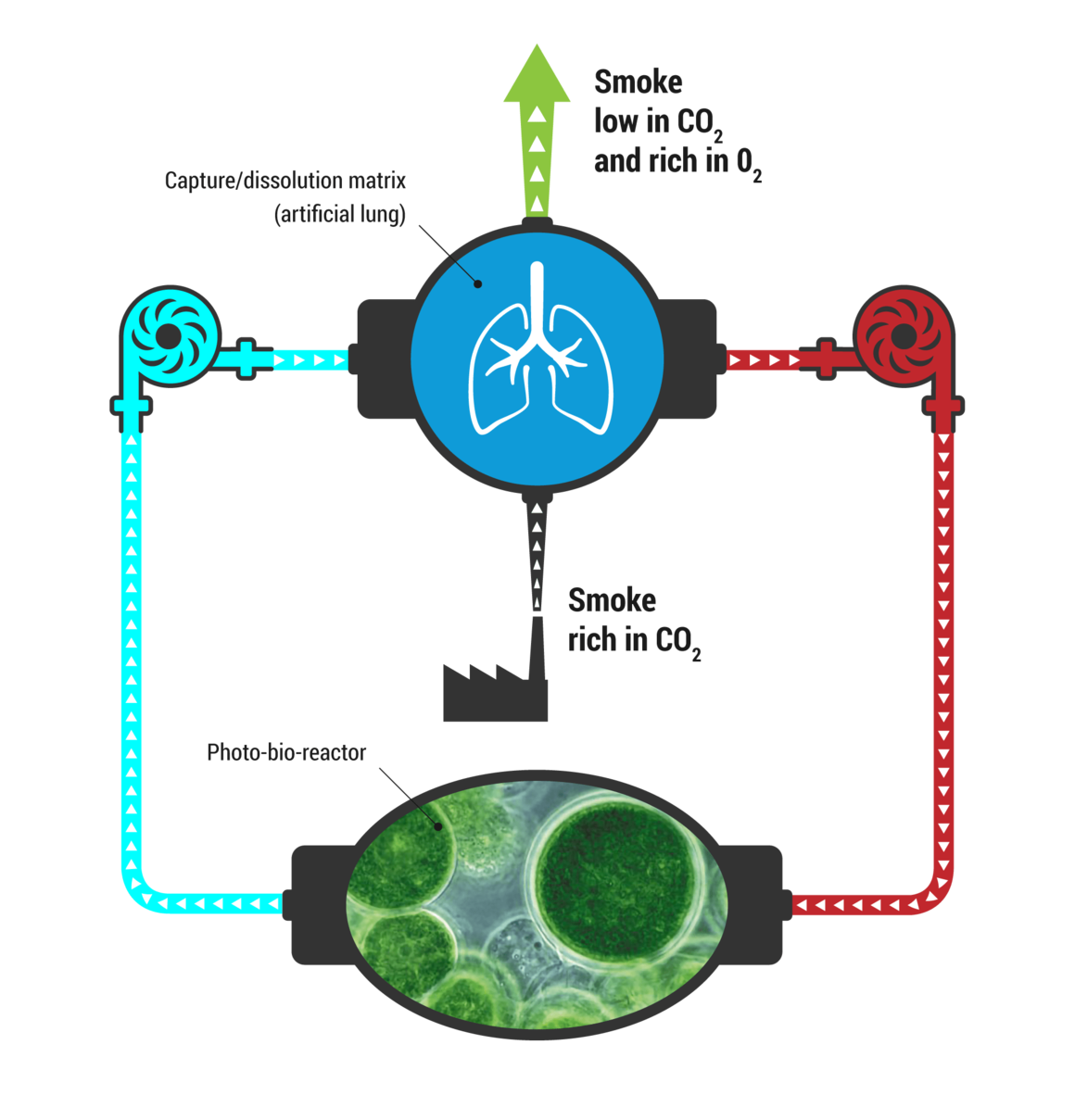 valorization via algal biomass production