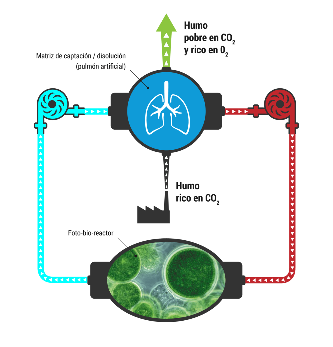 Valorización por producción de biomasa algal