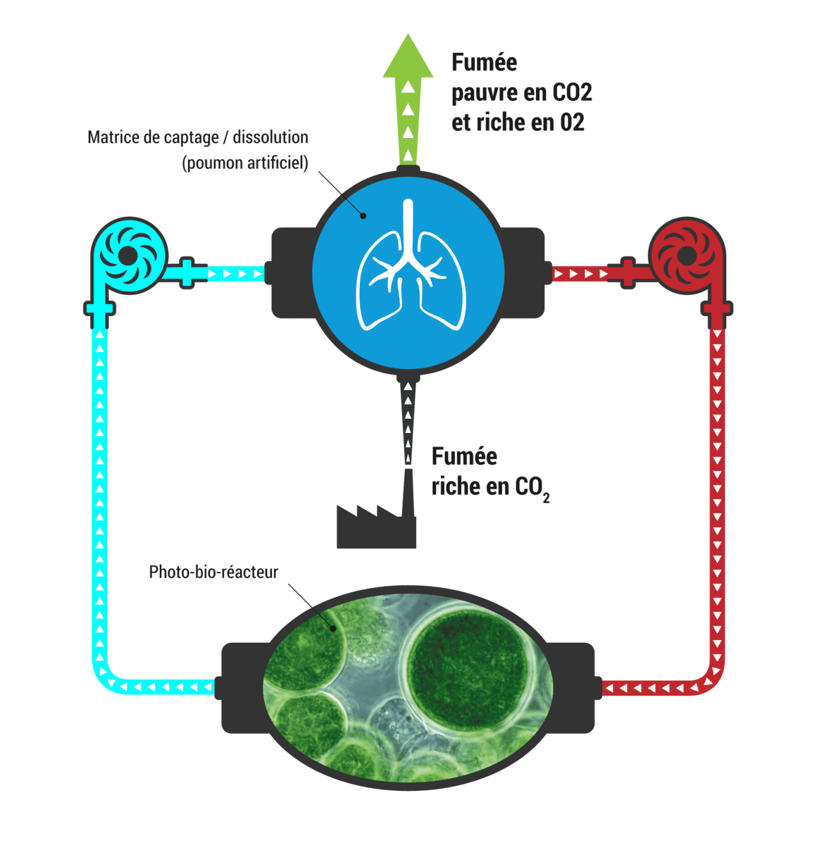 Valorisation par production de biomasse algale