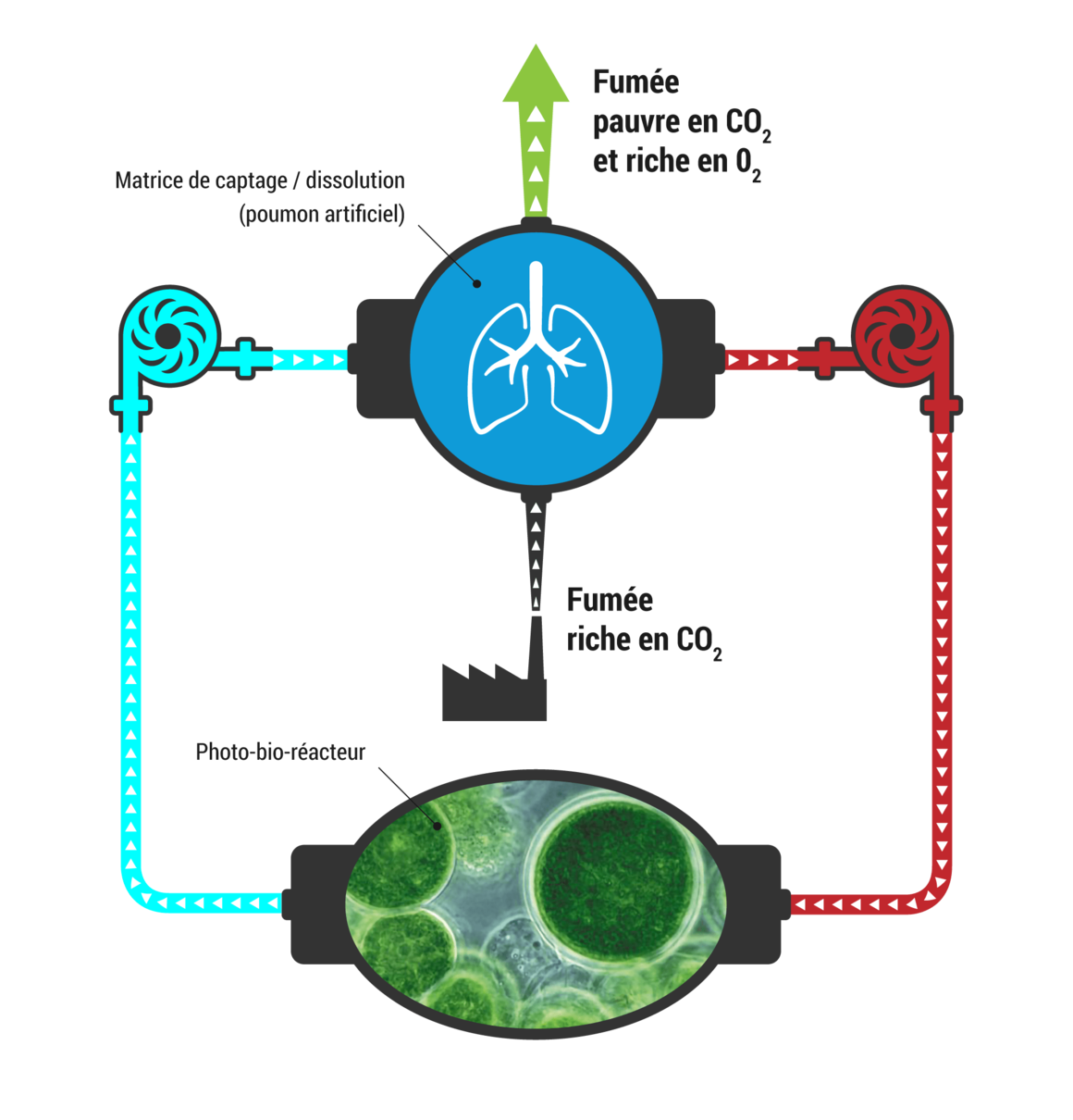 Valorisation par production de biomasse algale